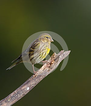 Serin on branch