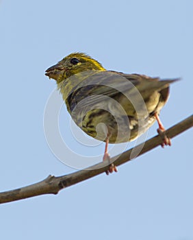 A Serin eating seeds photo