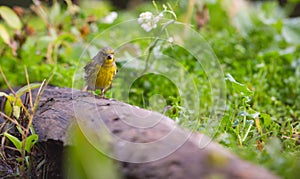 Serin on a log