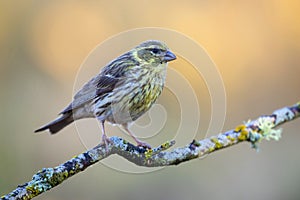 Serin Serinus serinus female on branch covered in lichen, LeÃÂ³n, Spain photo