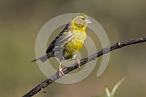 Serin Serinus serinus male perched on a branch, LeÃÂ³n, Spain, Europe photo