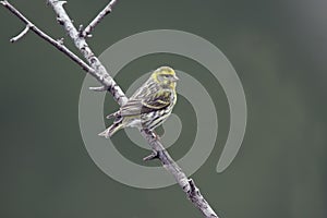 Serin, Serinus serinus