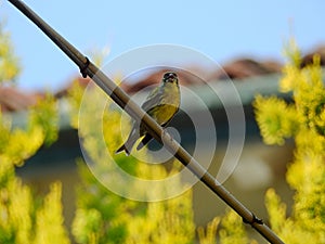 The serin serinus serinus is a passerine bird of the Fringillidae family