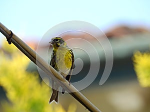 The serin serinus serinus is a passerine bird of the Fringillidae family