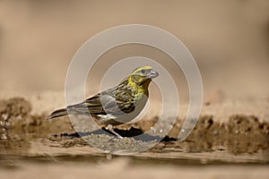 Serin, Serinus serinus