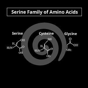 Serine family of amino acids. Chemical molecular formulas of the amino acids serine, cysteine, glycine. Vector