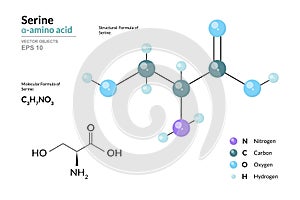 Serine. Ser C3H7NO3. ÃÂ±-Amino Acid. Structural Chemical Formula and Molecule 3d Model. Atoms with Color Coding. Vector photo