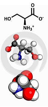 Serine (Ser, S) amino acid, molecular model photo