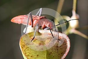 Serinethinae with green leaf and  is a subfamily of the hemipteran family Rhopalidae