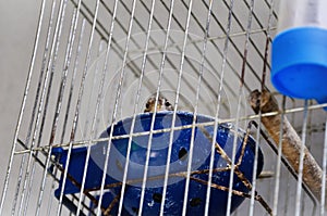 A Serinus canaria bird in the nest in the cage hatching its eggs