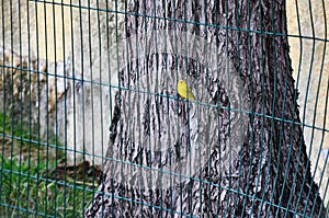 Serinus canaria bird on the grid