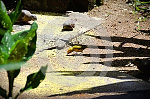 Serinus canaria and Columbina Talpacoti busy eating corned beef in the backyard