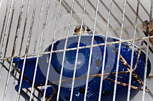 A Serinus canaria in the nest in the cage hatching its eggs photo