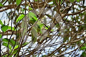 Tranquil Serinus canaria on the branch of Tibouchina granulosa photo
