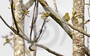 Serinus serinus Chamariz cute yellow songbird in Braga.