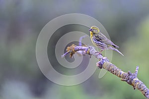 Serinus serinus - The verdigris or serin is a species of passerine bird in the Fringillidae family