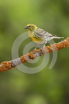 Serinus serinus - The verdigris or serin is a species of passerine bird in the Fringillidae family