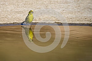 Serinus serinus - The verdigris or serin is a species of passerine bird in the Fringillidae family