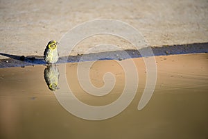 Serinus serinus - The verdigris or serin is a species of passerine bird in the Fringillidae family