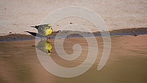 Serinus serinus - The verdigris or serin is a species of passerine bird in the Fringillidae family