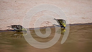 Serinus serinus - The verdigris or serin is a species of passerine bird in the Fringillidae family