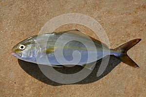 Seriola dumerili fish greater amberjack fish photo