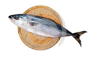 Seriola lakedra fish or greater amberjack fish isolated on white background
