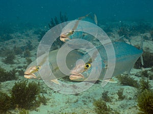 Seriola predator gamefish at CearÃÂ¡ reef photo