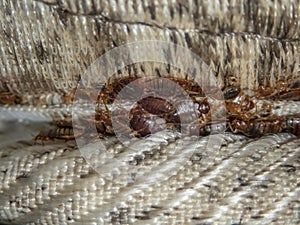 Serious bed bug infestation, bed bugs developed unnoticed on the mattress in folds and seams