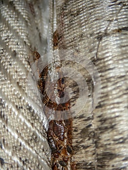 Serious bed bug infestation, bed bugs developed unnoticed on the mattress in folds and seams photo