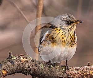 Serious bird thrush on old tree branch in spring