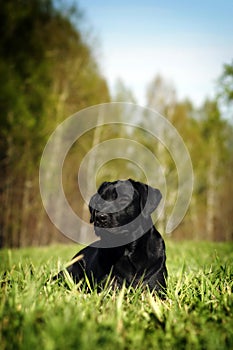 Serious black Labrador lying on the grass