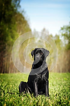 Serious black Labrador sitting on the grass