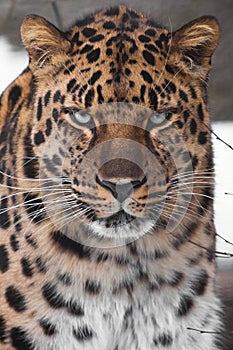 Serious blue-eyed gaze of a powerful Amur Far Eastern leopard  full face