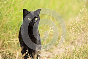 Serious bombay black cat outdoors hunting in grass in nature, copy space