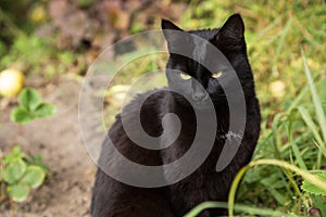 Serious bombay black cat portrait with yellow eyes sit in green grass in spring summer garden