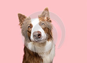 Serious border collie portrait looking at camera. Isolated on pink pastel background