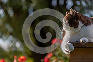 Roztomilý britský krátkosrstá mačka oči ležiaci dole na drevený terasa 