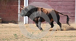 a serious bull with big horns in the bullring