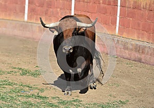 a serious bull with big horns in the bullring