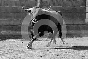 a serious bull with big horns in the bullring