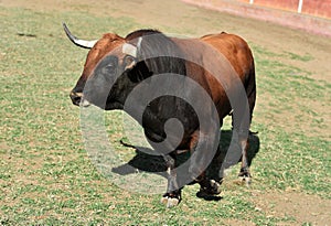 a serious bull with big horns in the bullring