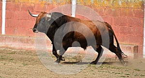 a serious bull with big horns in the bullring