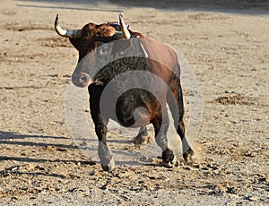 a serious bull with big horns in the bullring