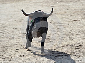 a serious bull with big horns in the bullring