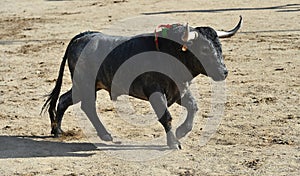 a serious bull with big horns in the bullring