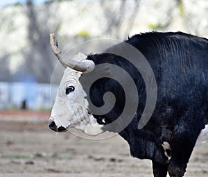 a serious bull with big horns in the cattle raising in spain