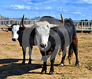 a serious bull with big horns in the cattle raising in spain