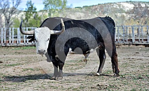 a serious bull with big horns in the cattle raising in spain