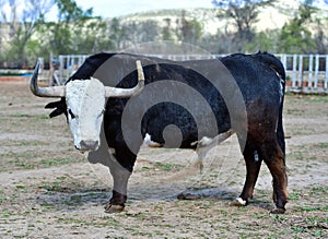 a serious bull with big horns in the cattle raising in spain